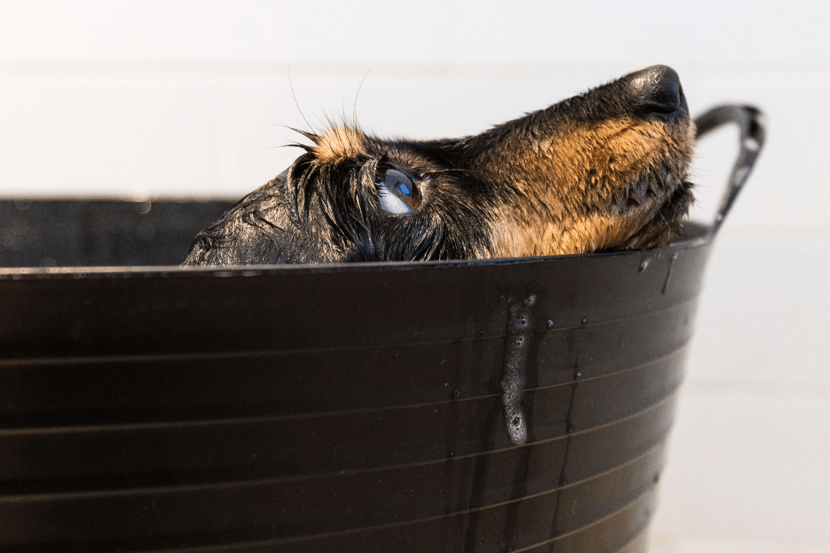 Higiene de las mascotas